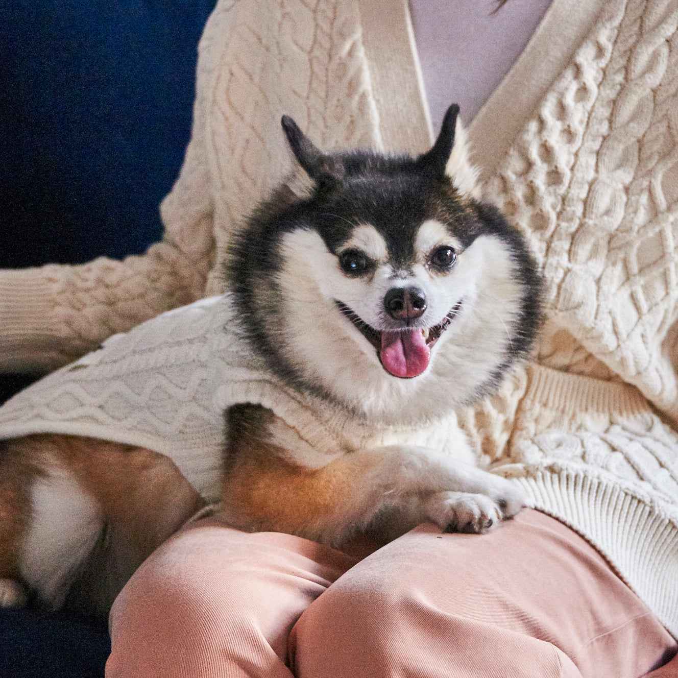 Nooee Pet Off White Wool Cable Sweater