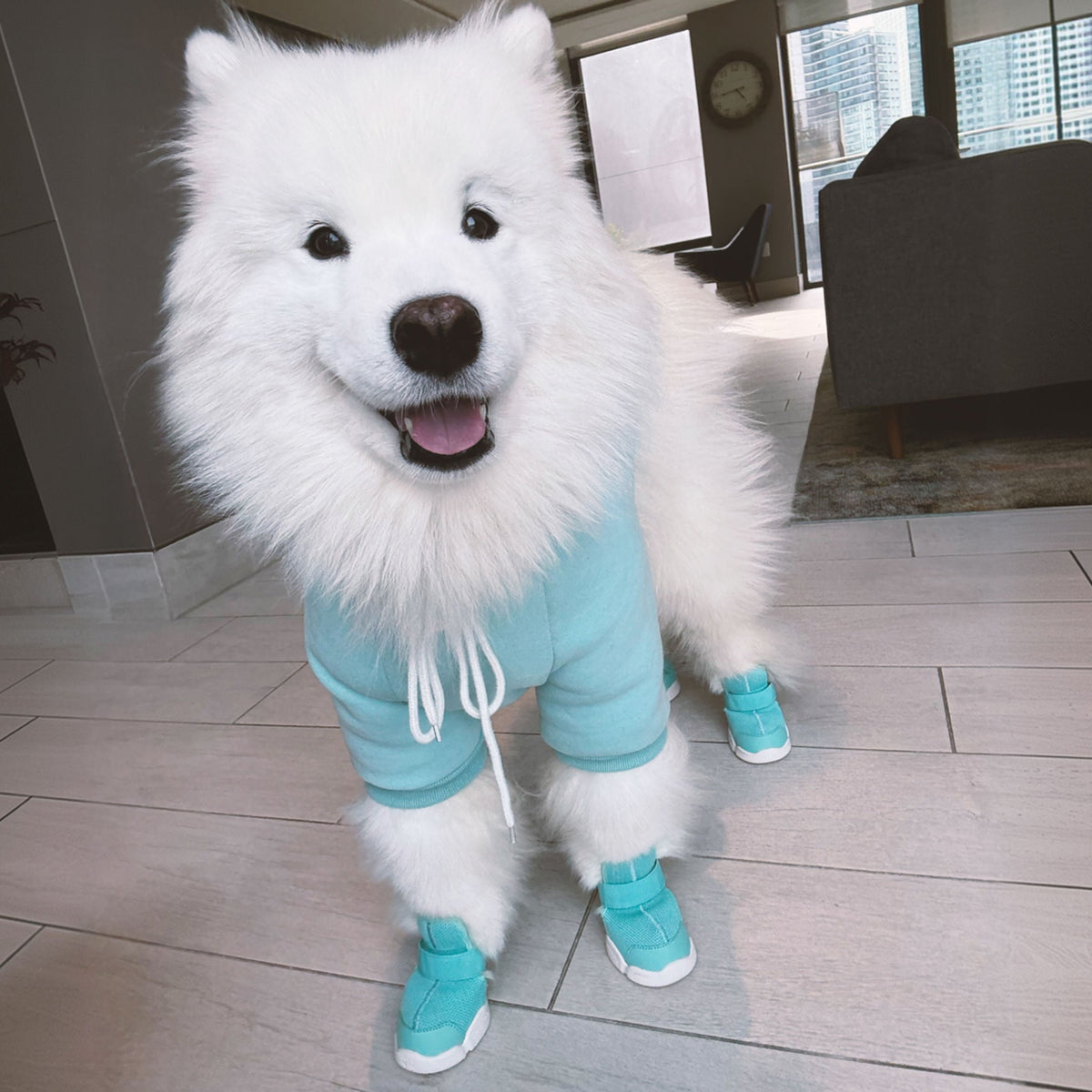 RIFRUF Caesar 1 Dog Sneakers