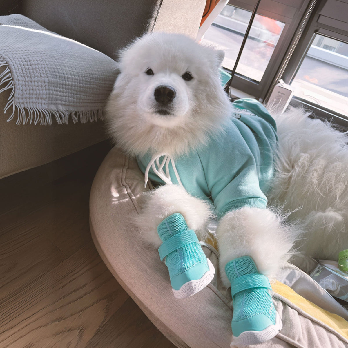 RIFRUF Caesar 1 Dog Sneakers
