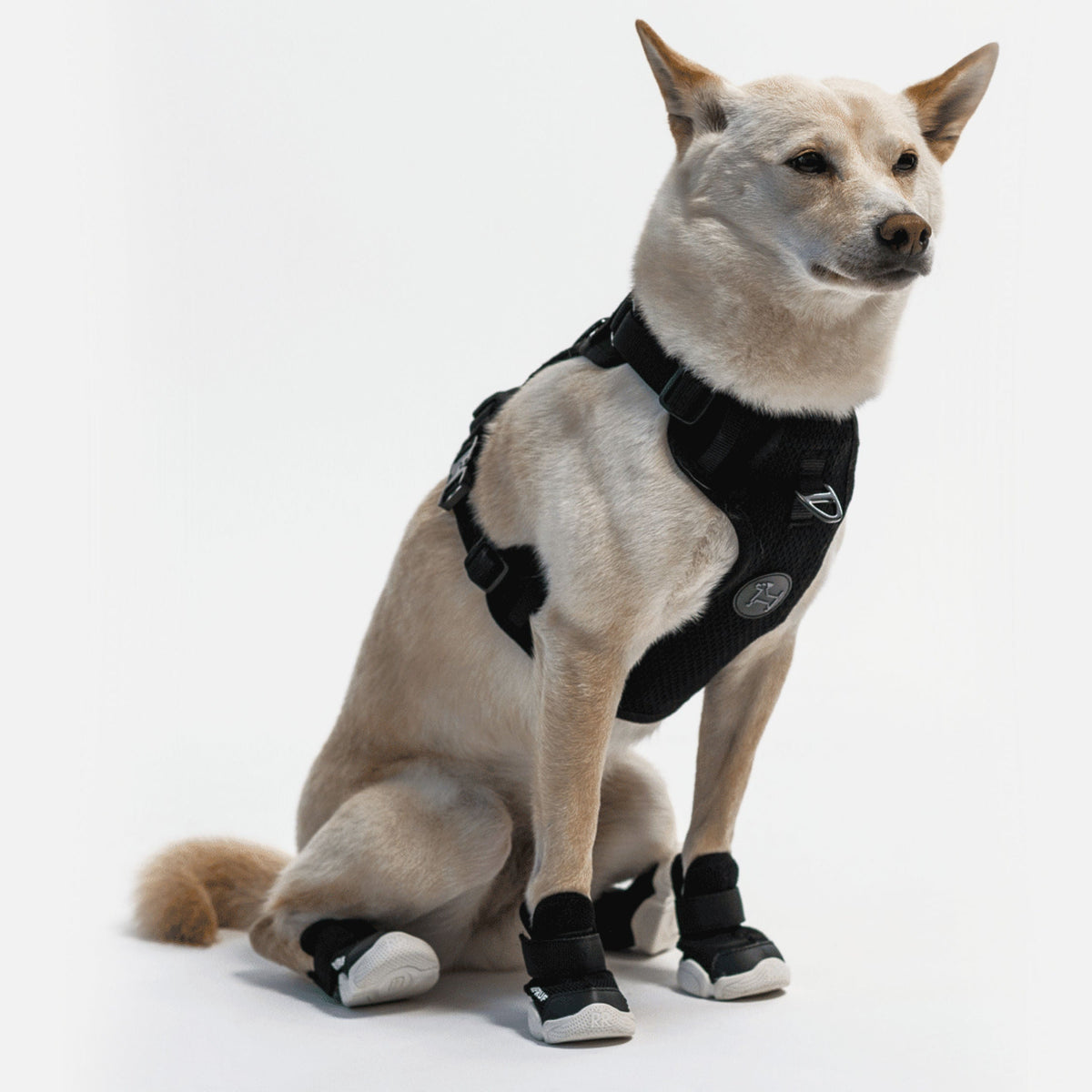 RIFRUF Caesar 1 Dog Sneakers