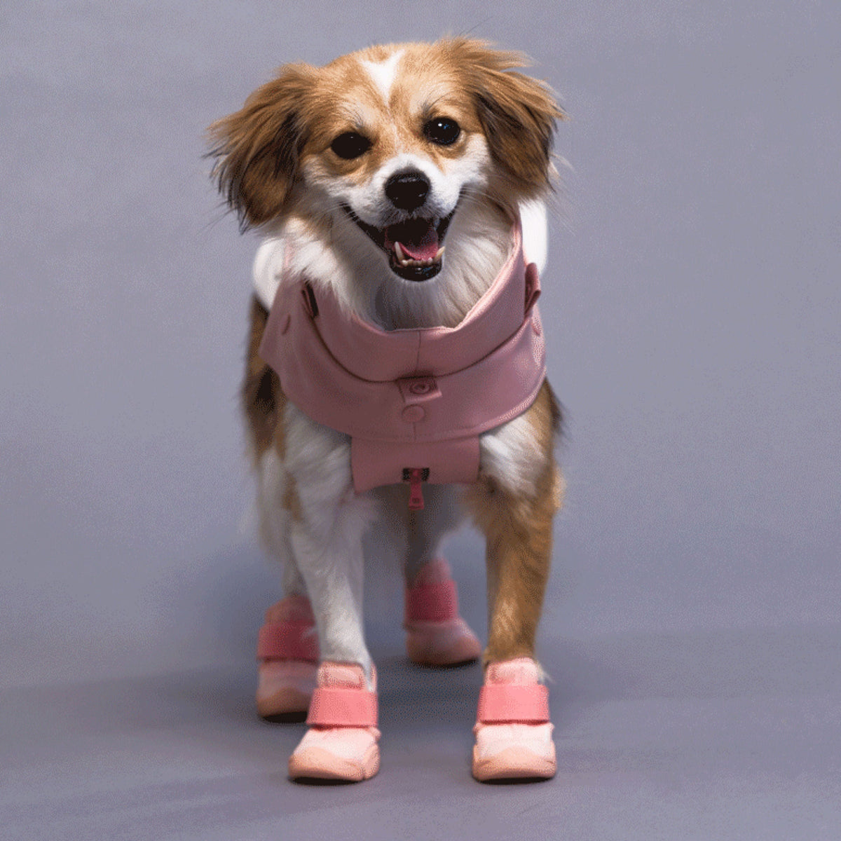 RIFRUF Caesar 1 Dog Sneakers
