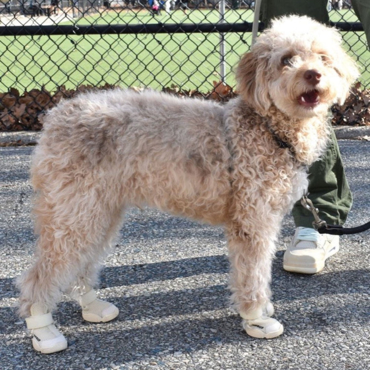 RIFRUF Caesar 1 Dog Sneakers
