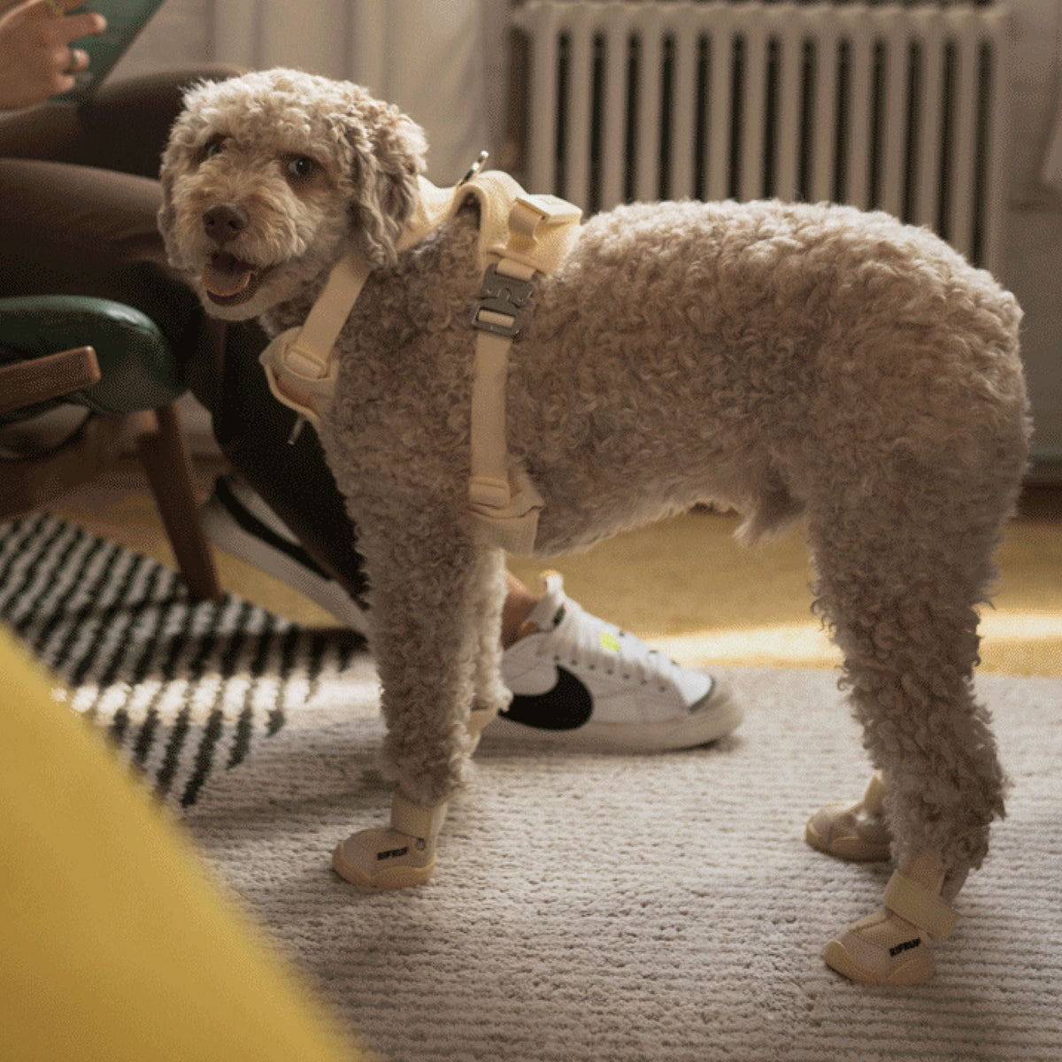 RIFRUF Caesar 1 Dog Sneakers