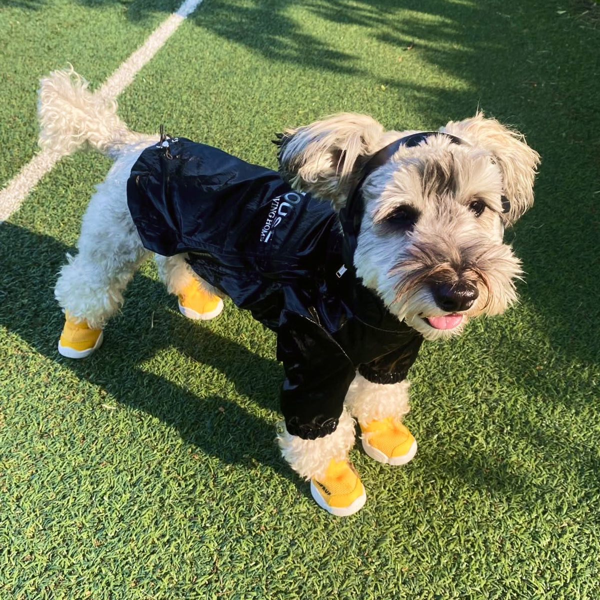 RIFRUF Caesar 1 Dog Sneakers