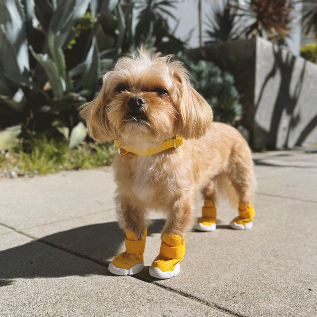 RIFRUF Caesar 1 Dog Sneakers