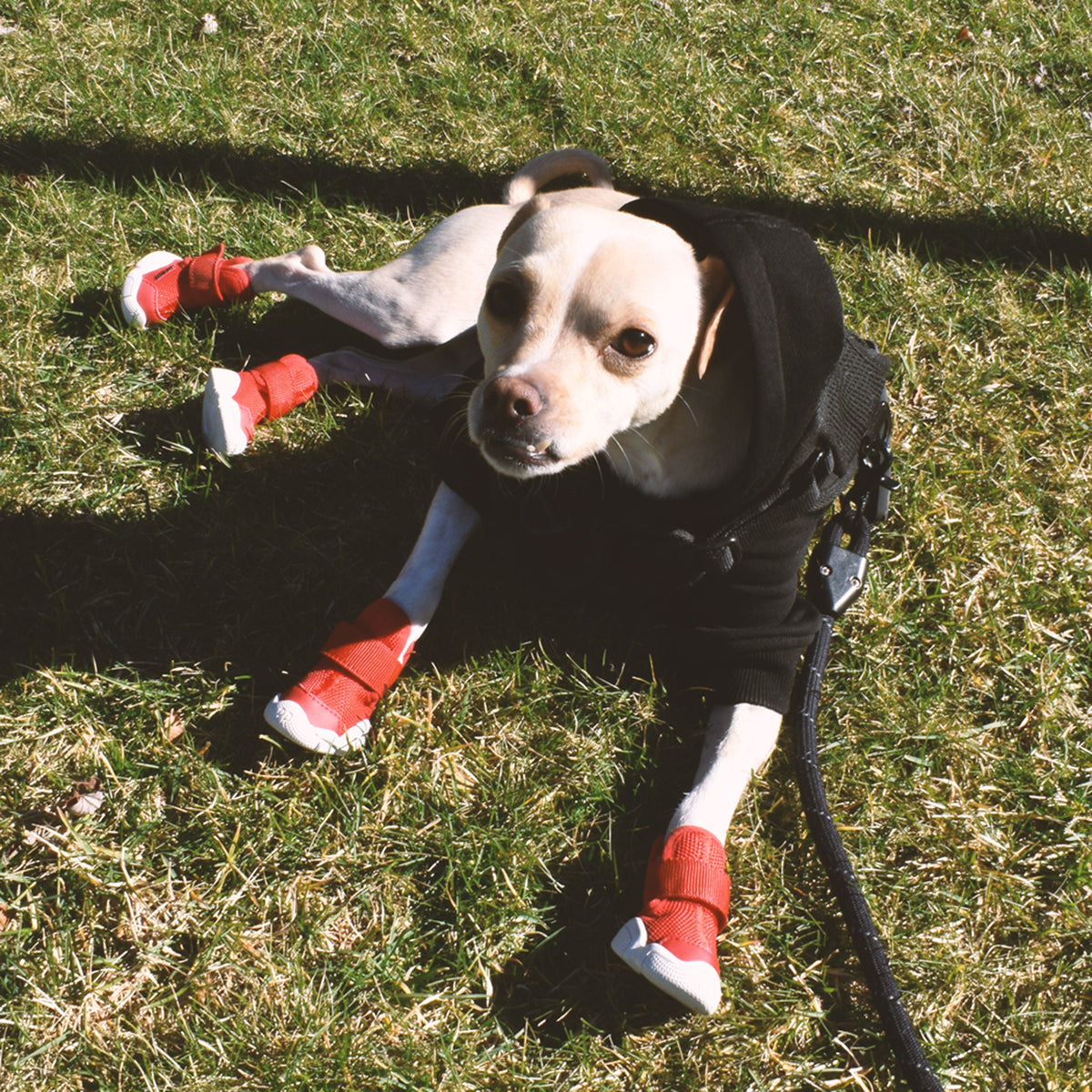 RIFRUF Caesar 1 Dog Sneakers