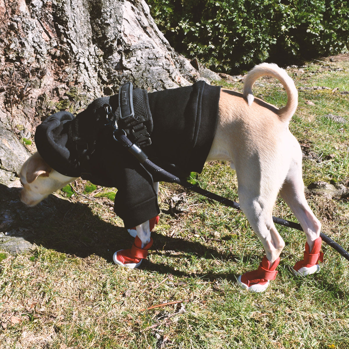 RIFRUF Caesar 1 Dog Sneakers