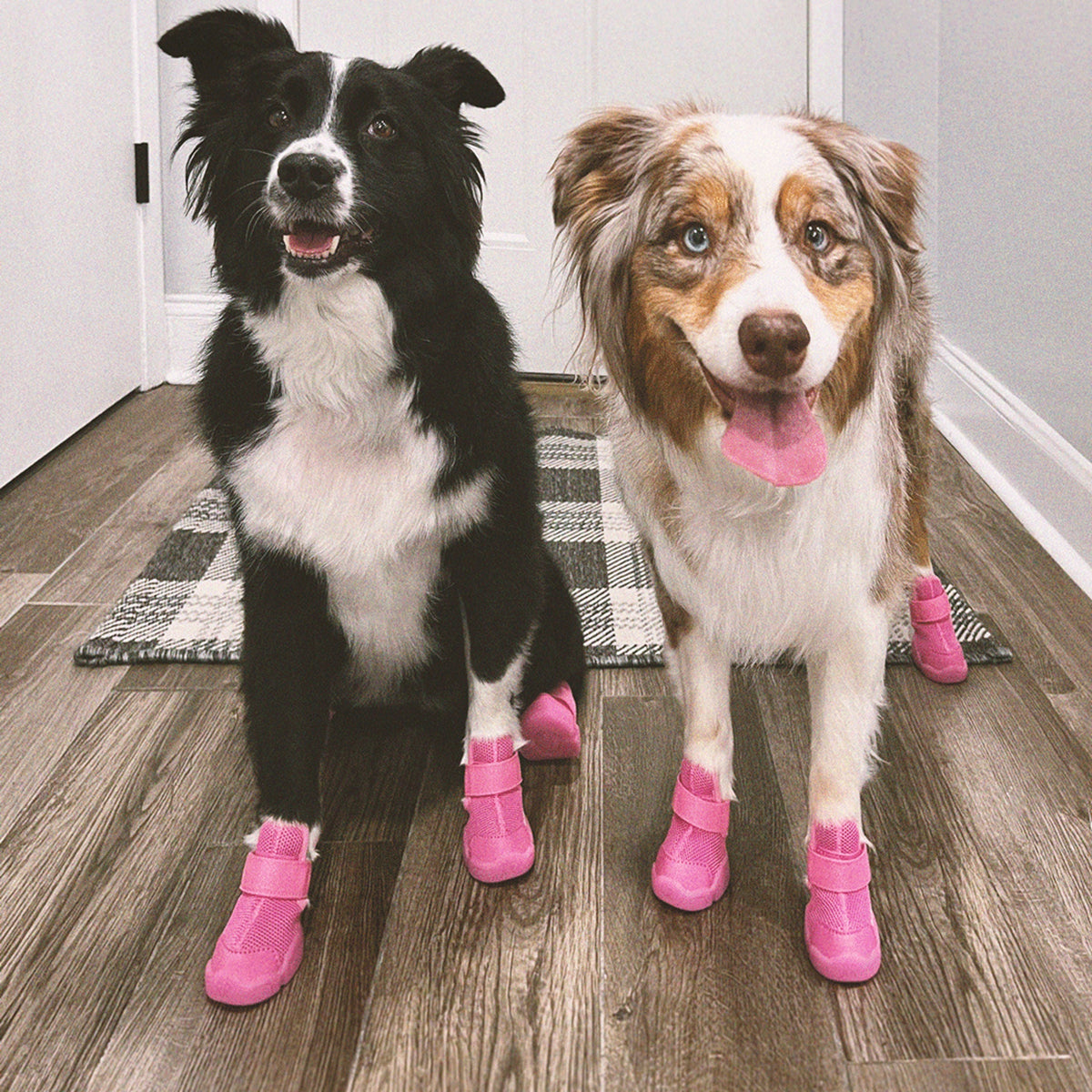 RIFRUF Caesar 1 Dog Sneakers