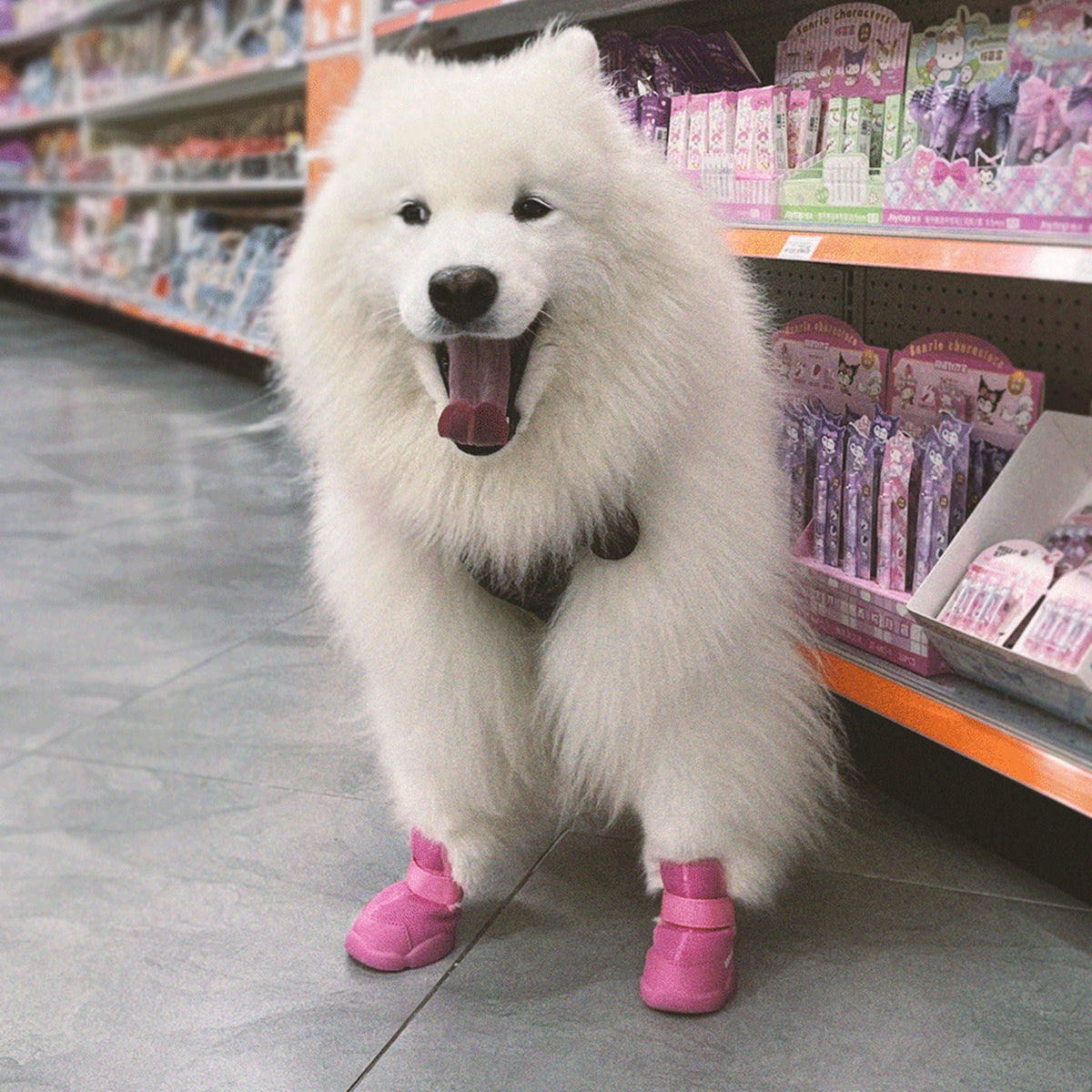 RIFRUF Caesar 1 Dog Sneakers