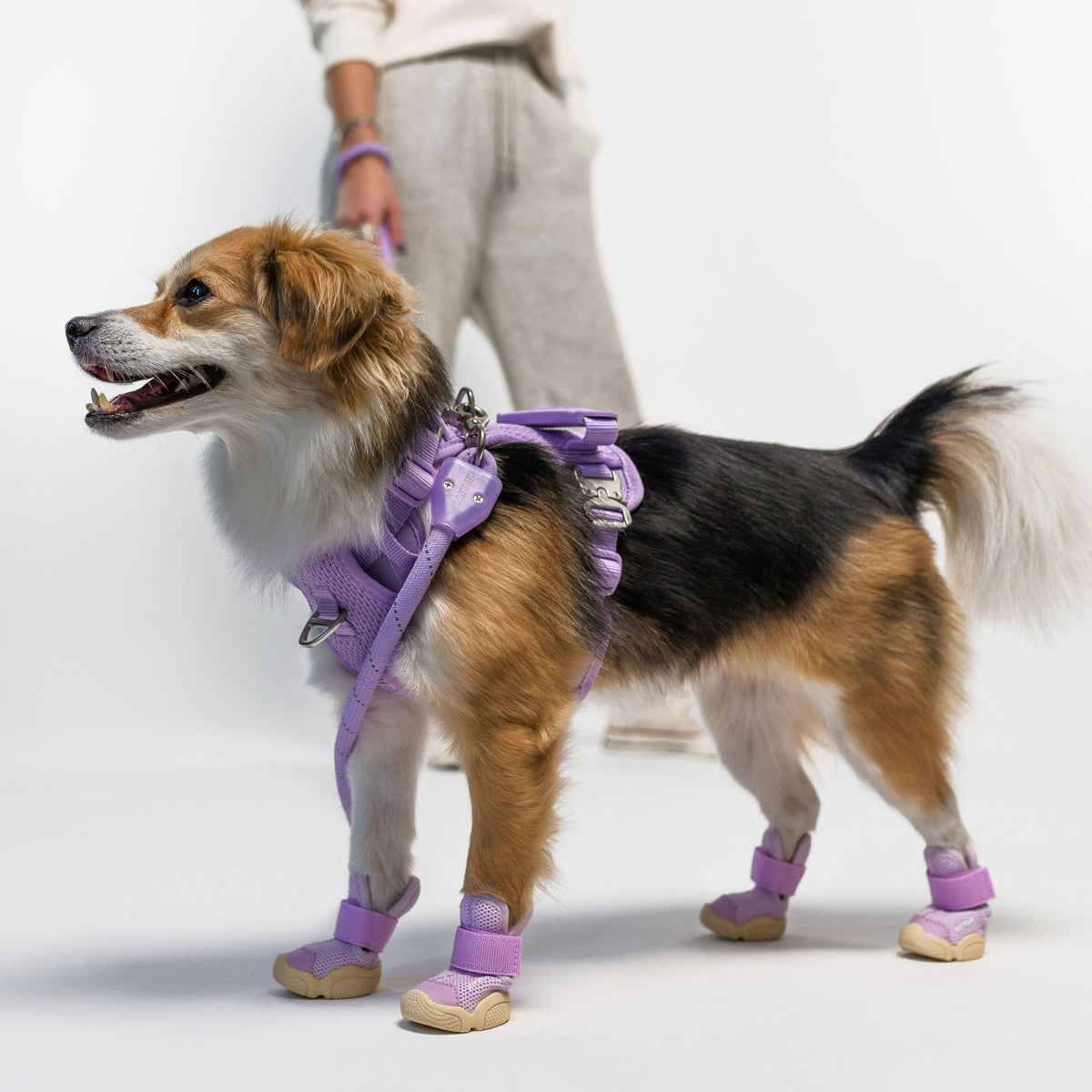 RIFRUF Caesar 1 Dog Sneakers