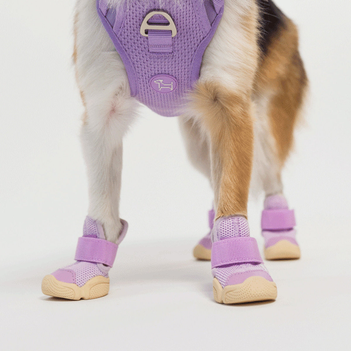 RIFRUF Caesar 1 Dog Sneakers