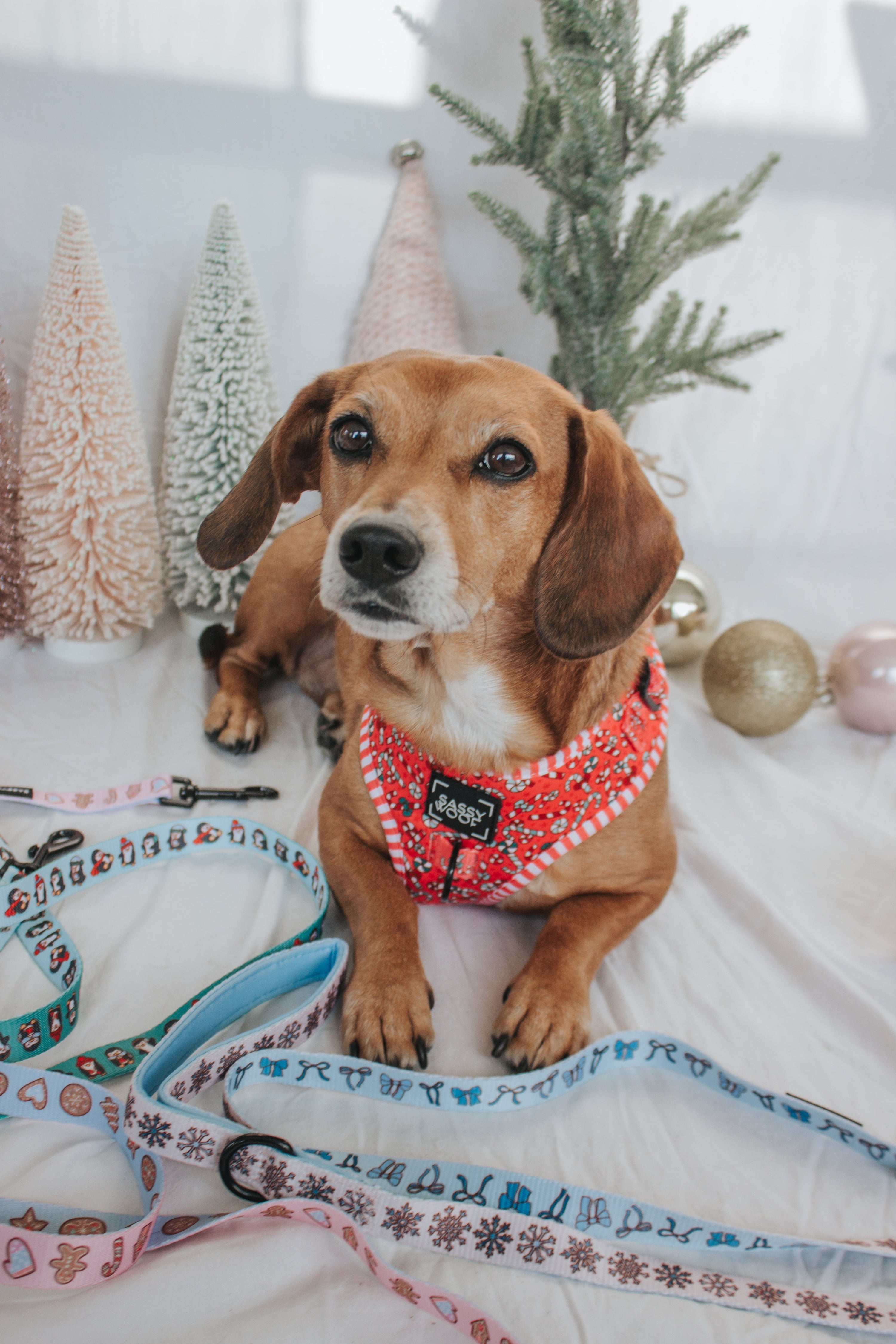 Dog Adjustable Harness - Puppermint Twist