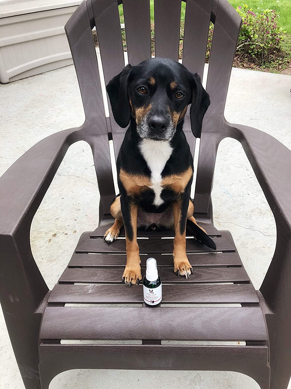 Essential Oil Dog Calming Spray | HT Animal Supply