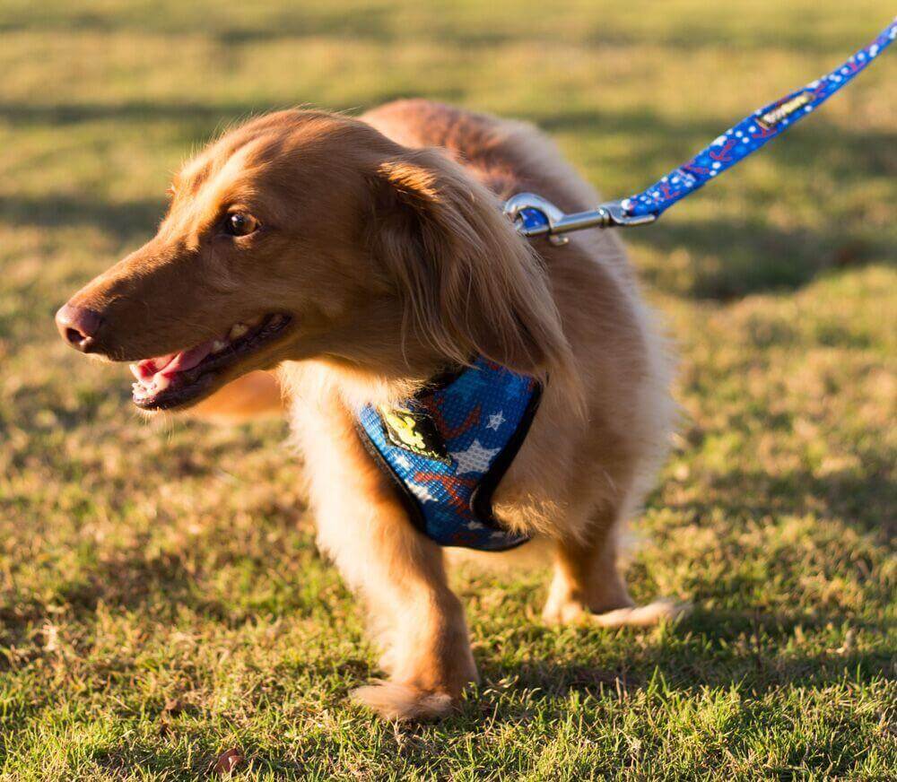 EcoBark Nautical Dog Leash-Padded Comfort Grip Leash - 5ft Leash for Small and Medium Dogs