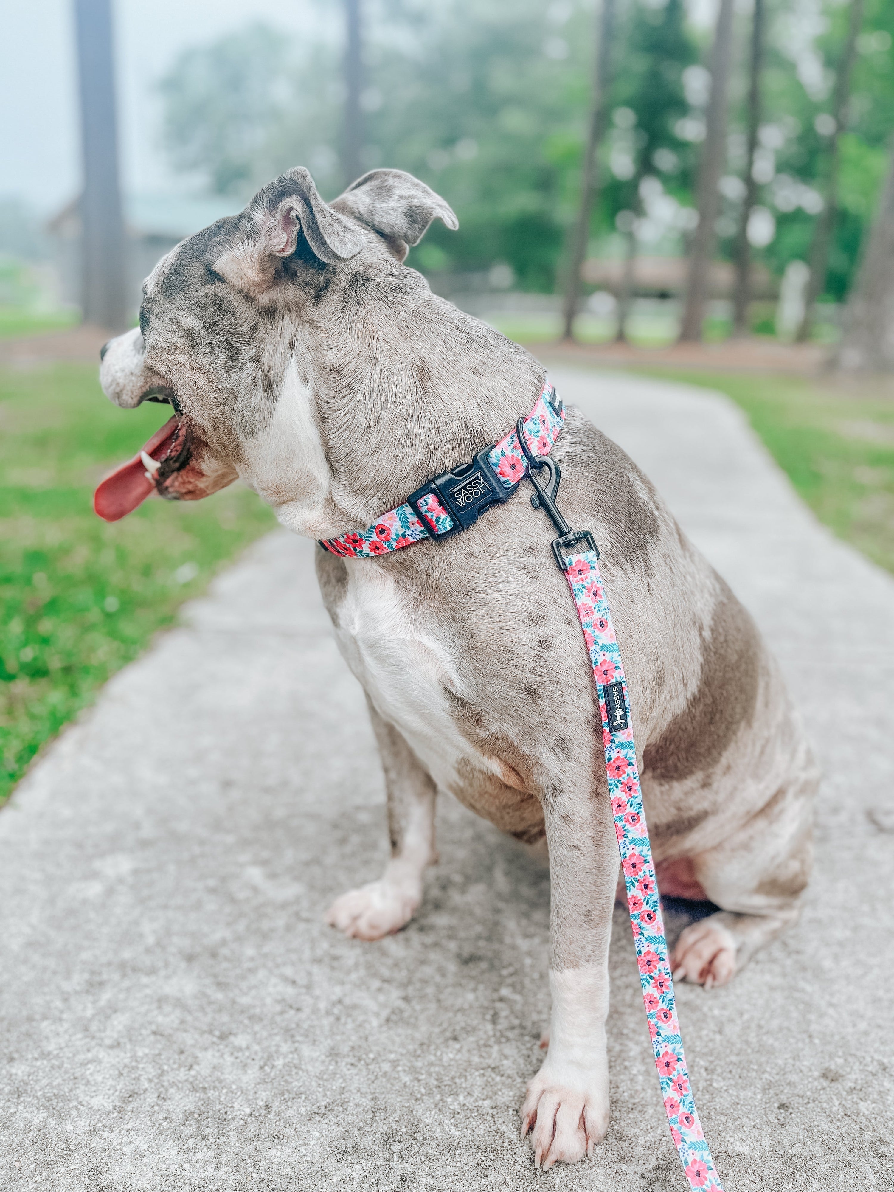 Dog Collar - Floral Frenzy