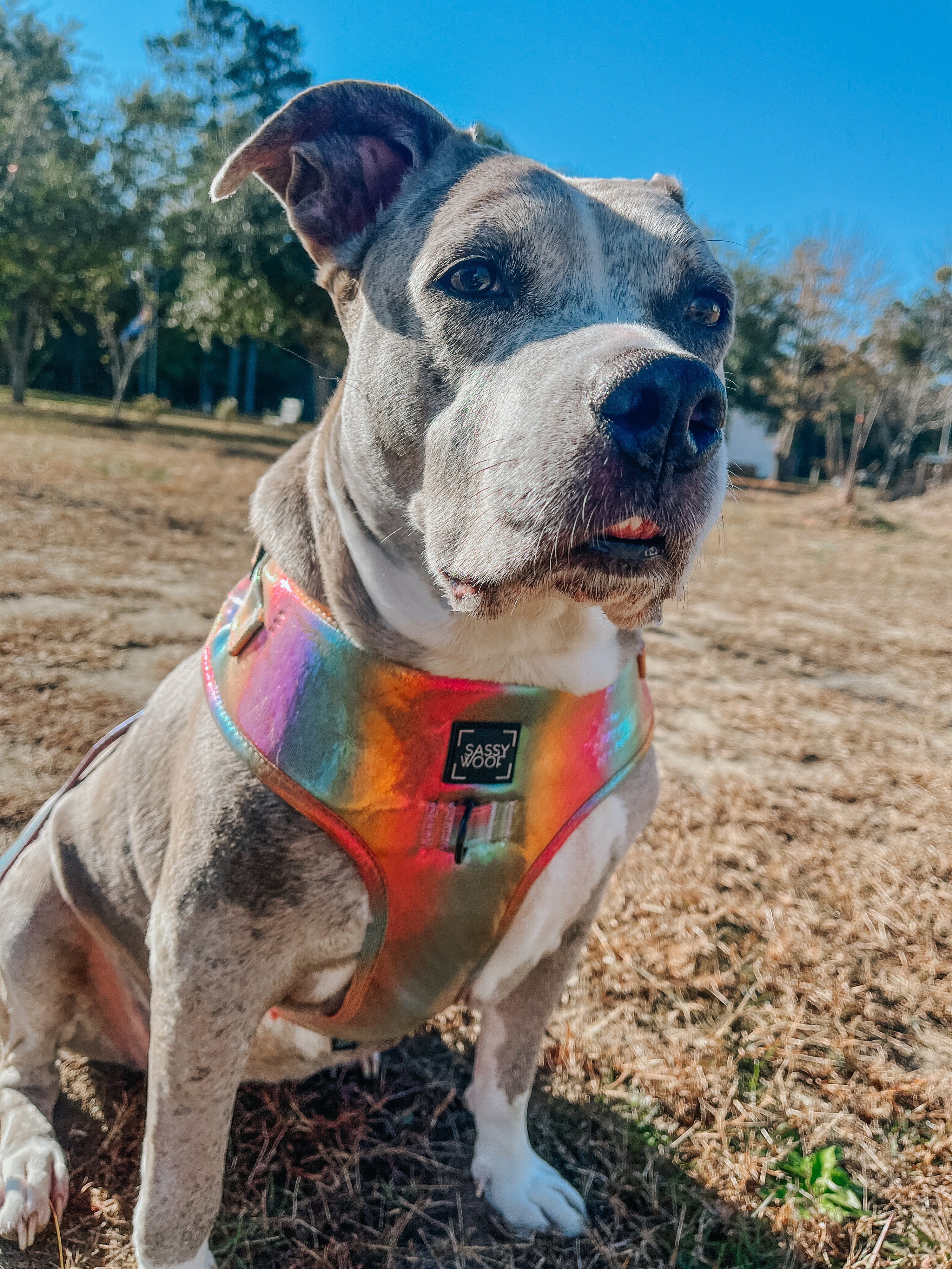 Dog Adjustable Harness - The Night Life