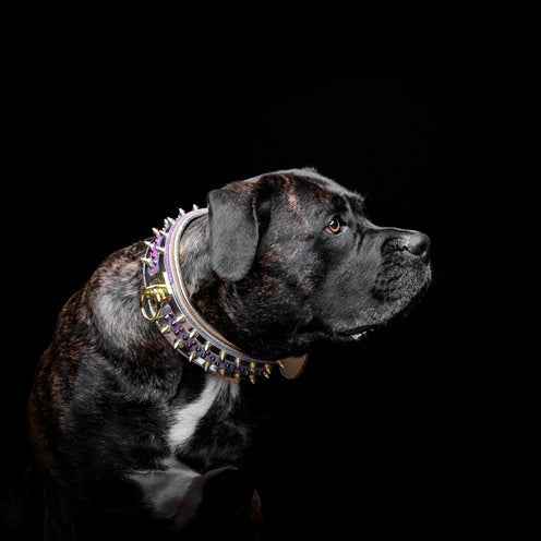 Bestia Candy Leather Dog Collar