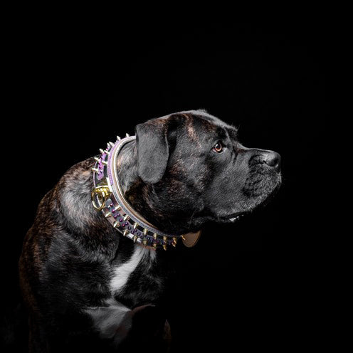 Bestia Dog Gear Genuine Leather Dog Collar 