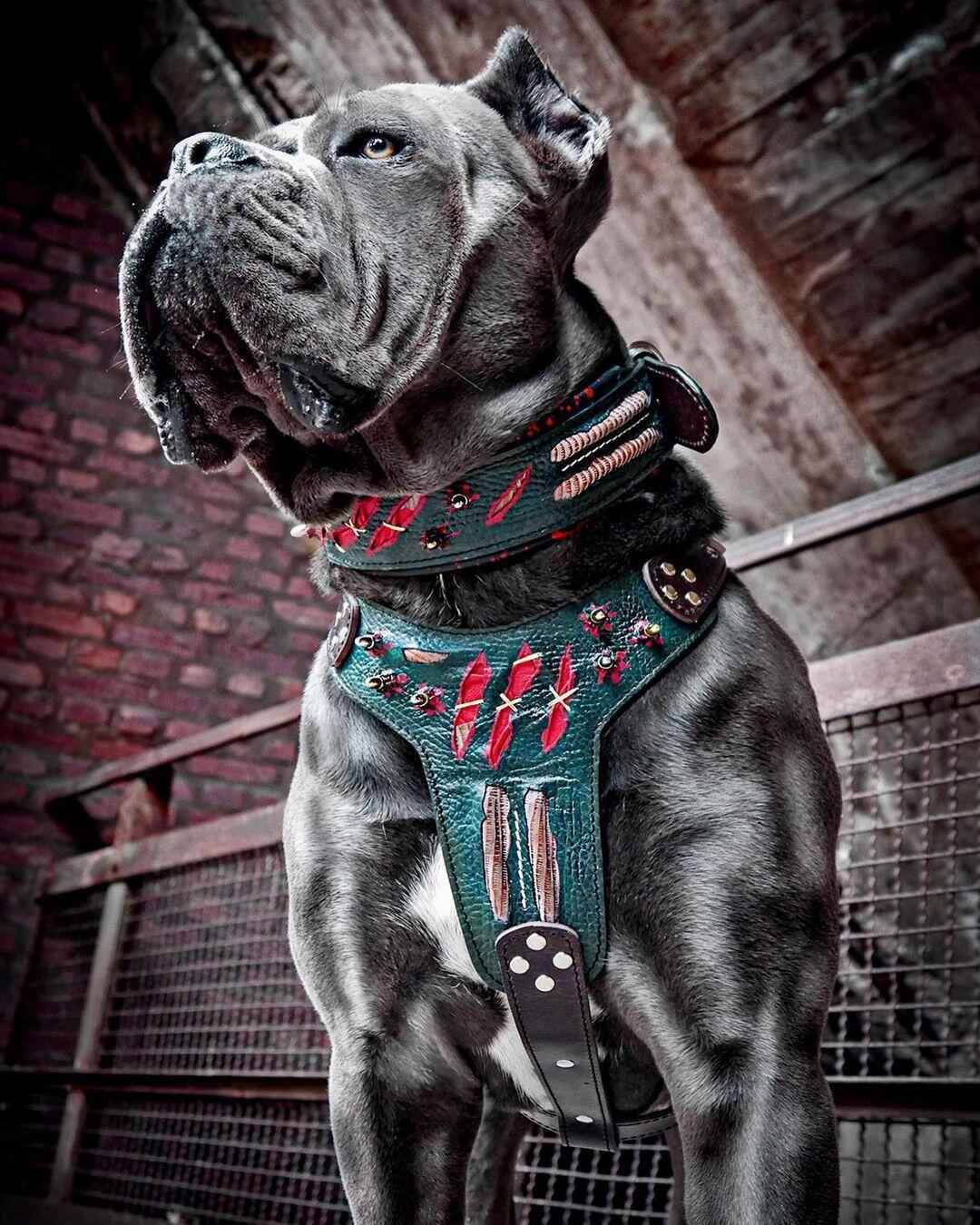 Bestia Haunted Limited Edition Leather Dog Collar