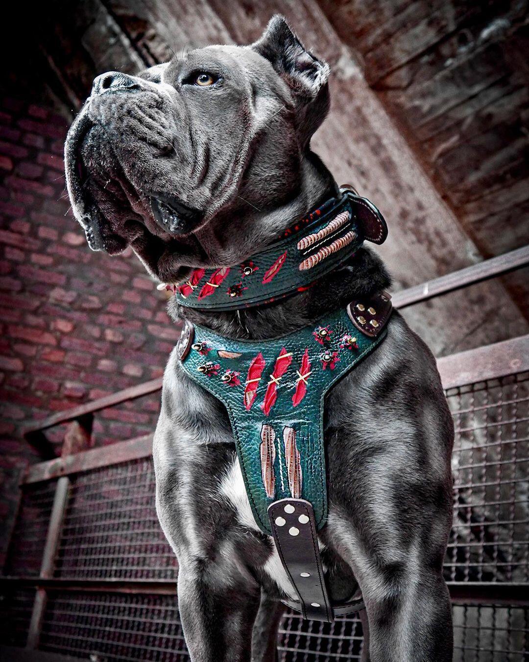 The "Haunted collar LIMITED
