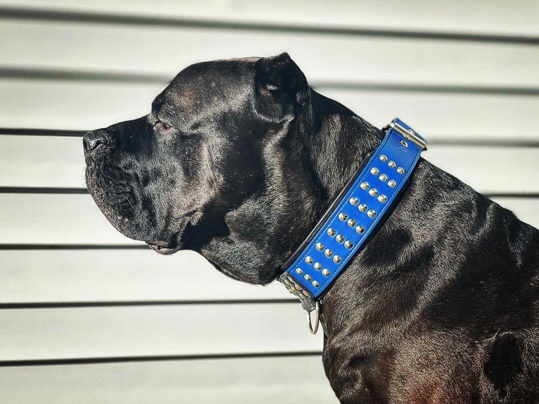 Bestia Star Leather Dog Collar