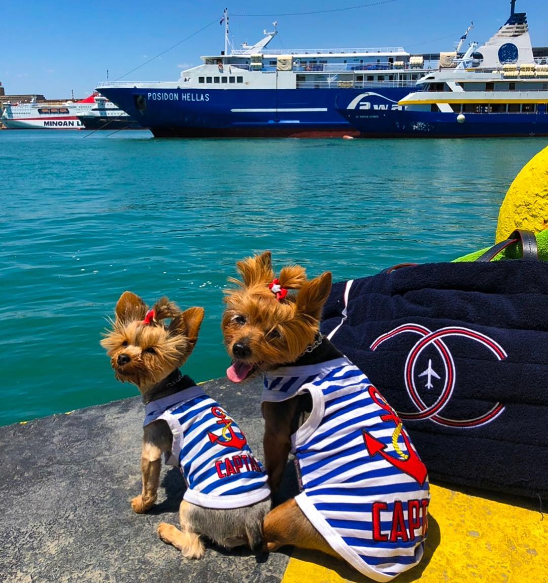 Parisian Pet Captain Fun Sailor Dog Outfit-Blue & White Stripes
