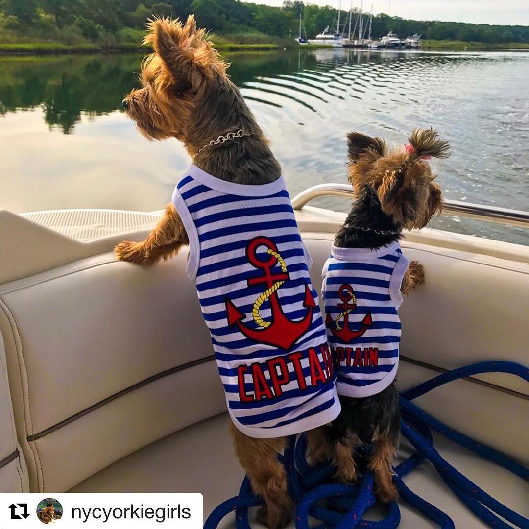 Parisian Pet Captain Fun Sailor Dog Outfit  Soft and Breathable Nautical Pet Wear for Small Dogs & Cats, Blue & White Stripes