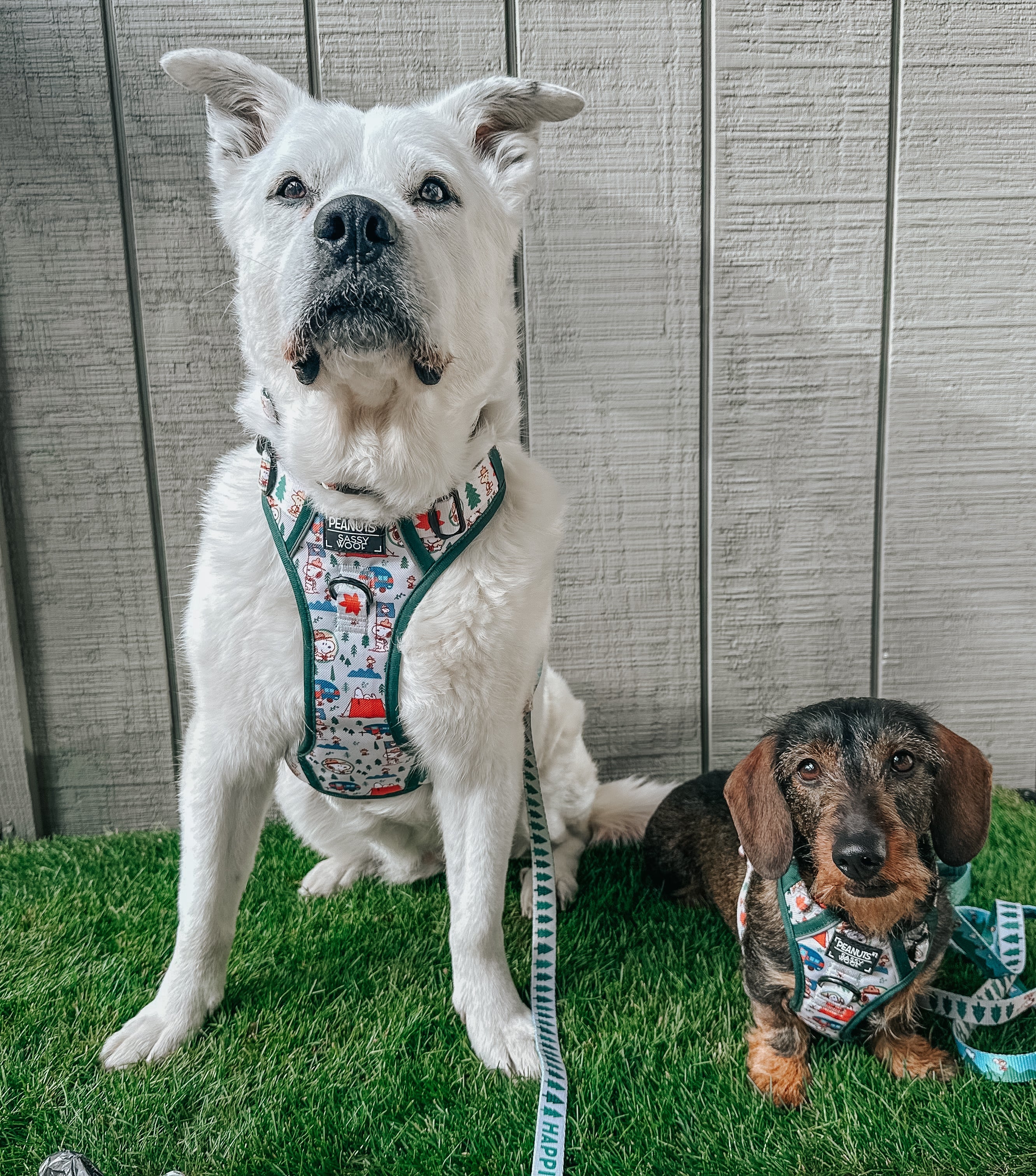 Dog Collar - Peanuts™ Beagle Scouts