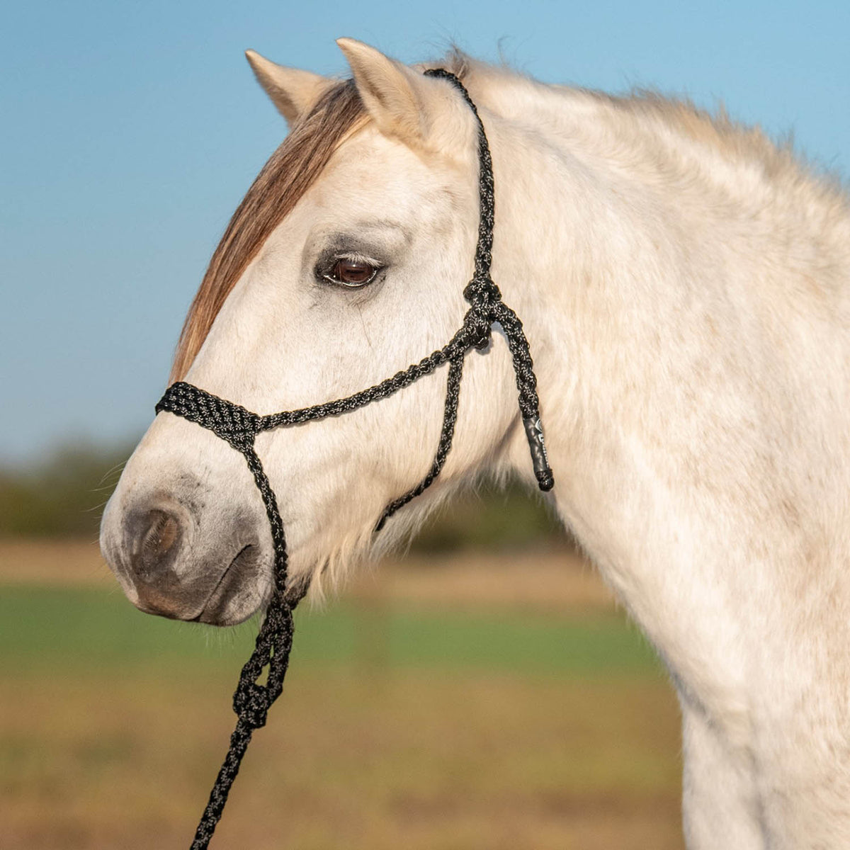 Cashel – Flat Braid Pony Halter