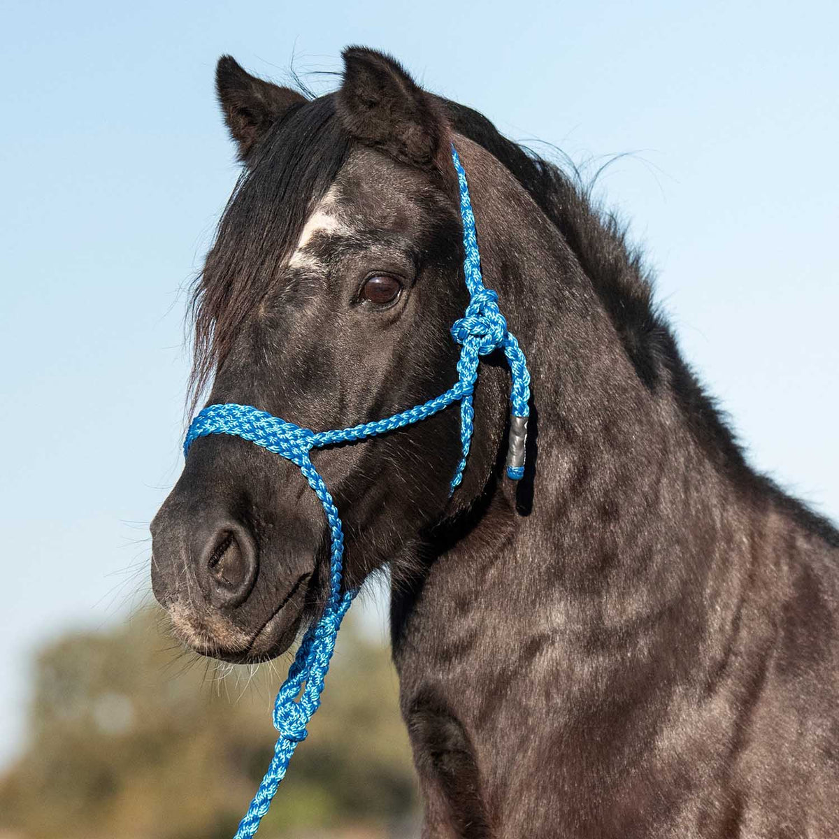 Cashel – Flat Braid Pony Halter