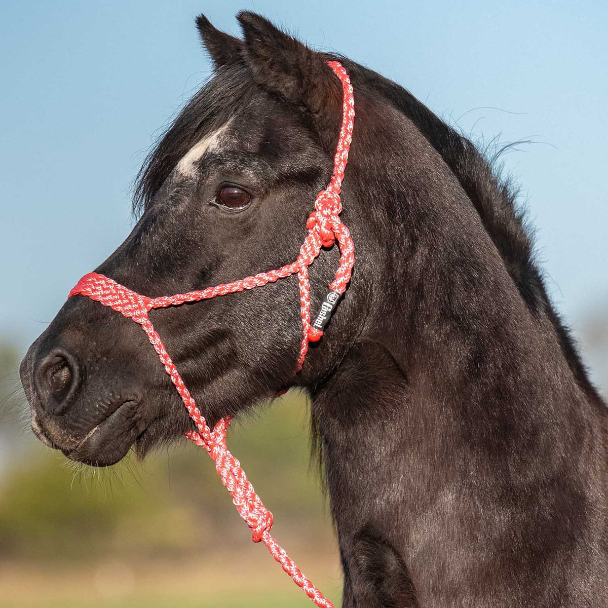 Cashel – Flat Braid Pony Halter