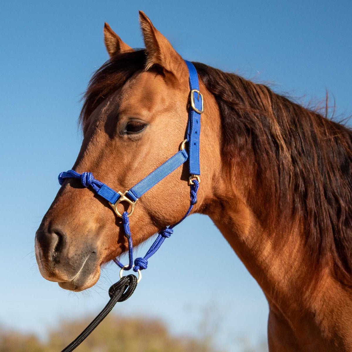 Cashel – Nylon and Rope Halter