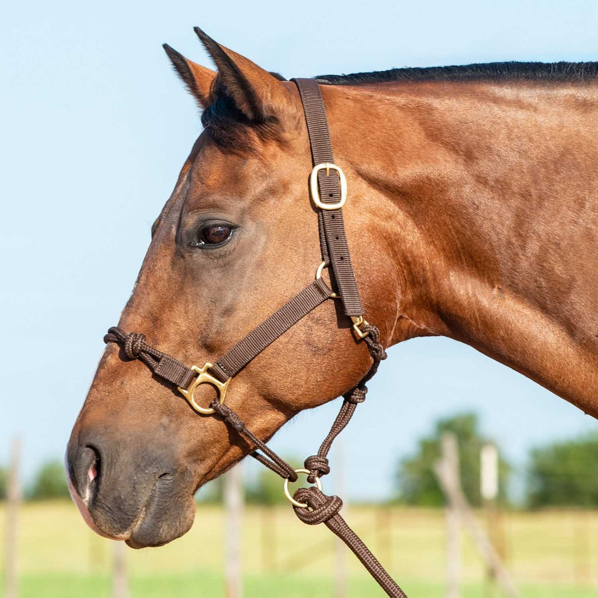 Cashel – Nylon and Rope Halter