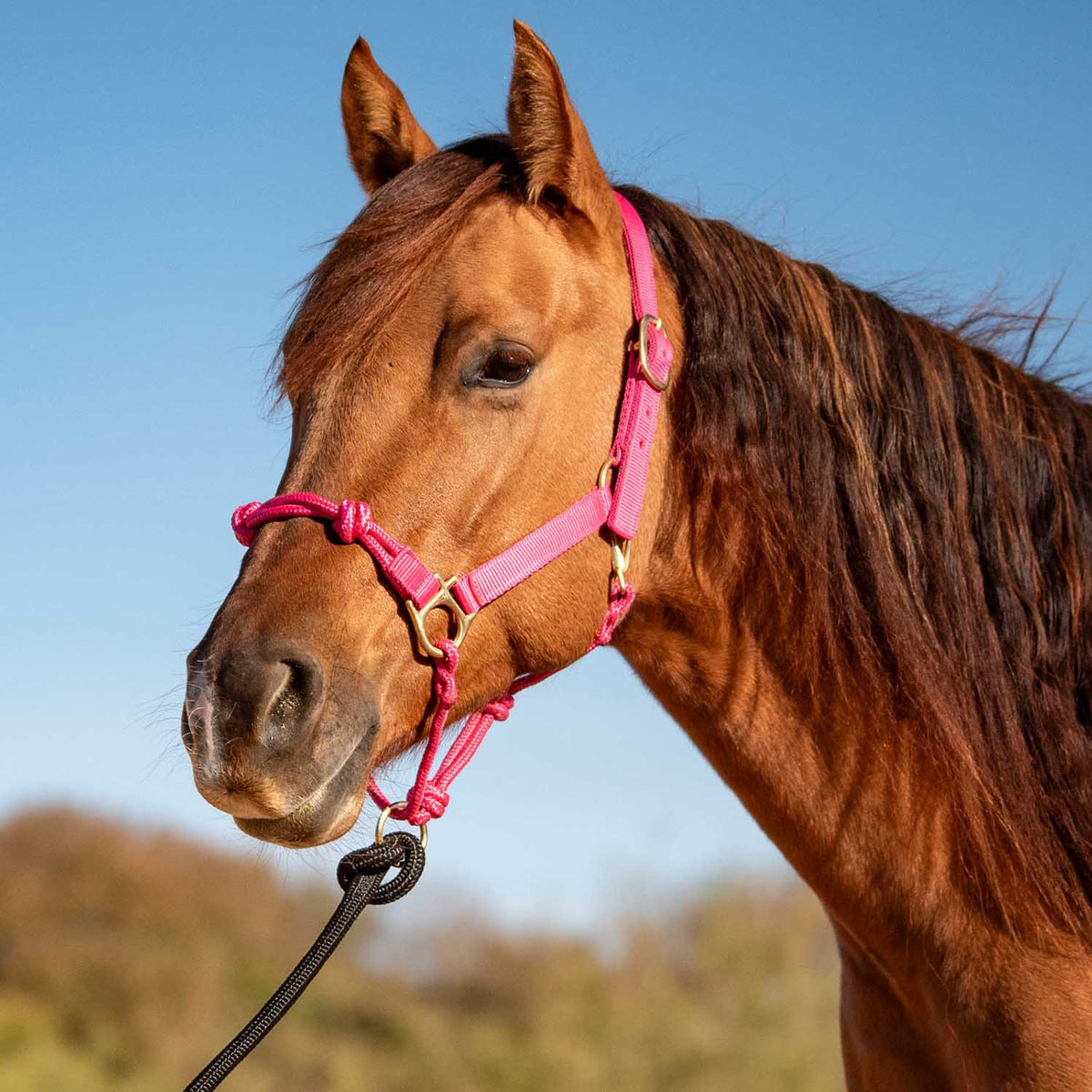 Cashel – Nylon and Rope Halter