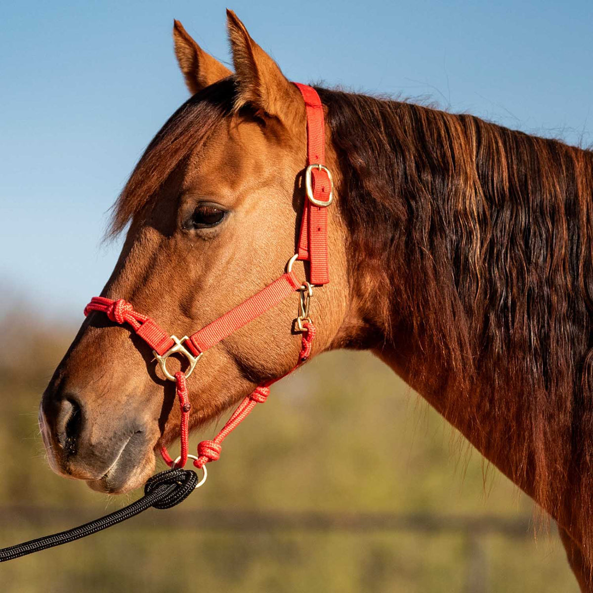Cashel – Nylon and Rope Halter