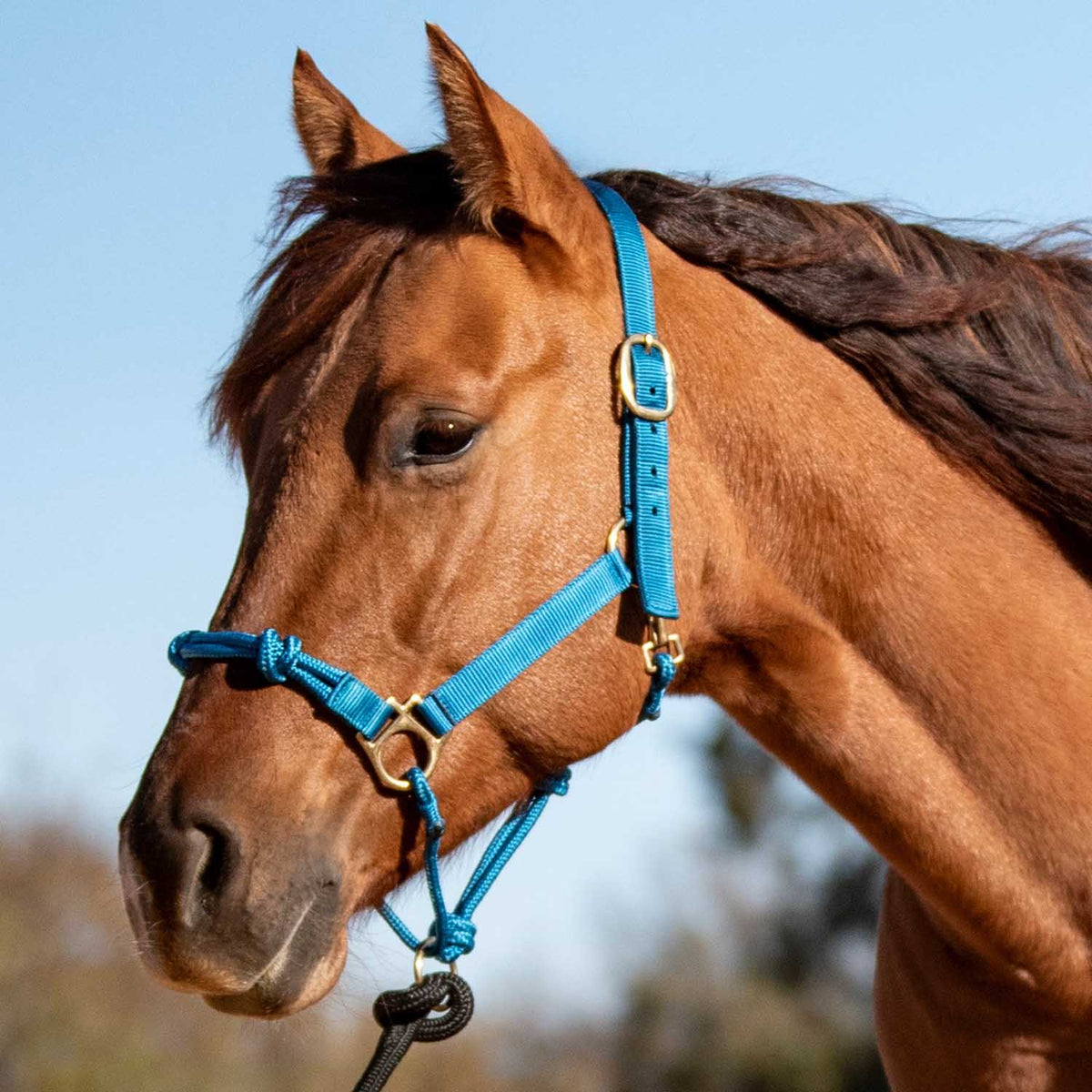 Cashel – Nylon and Rope Halter
