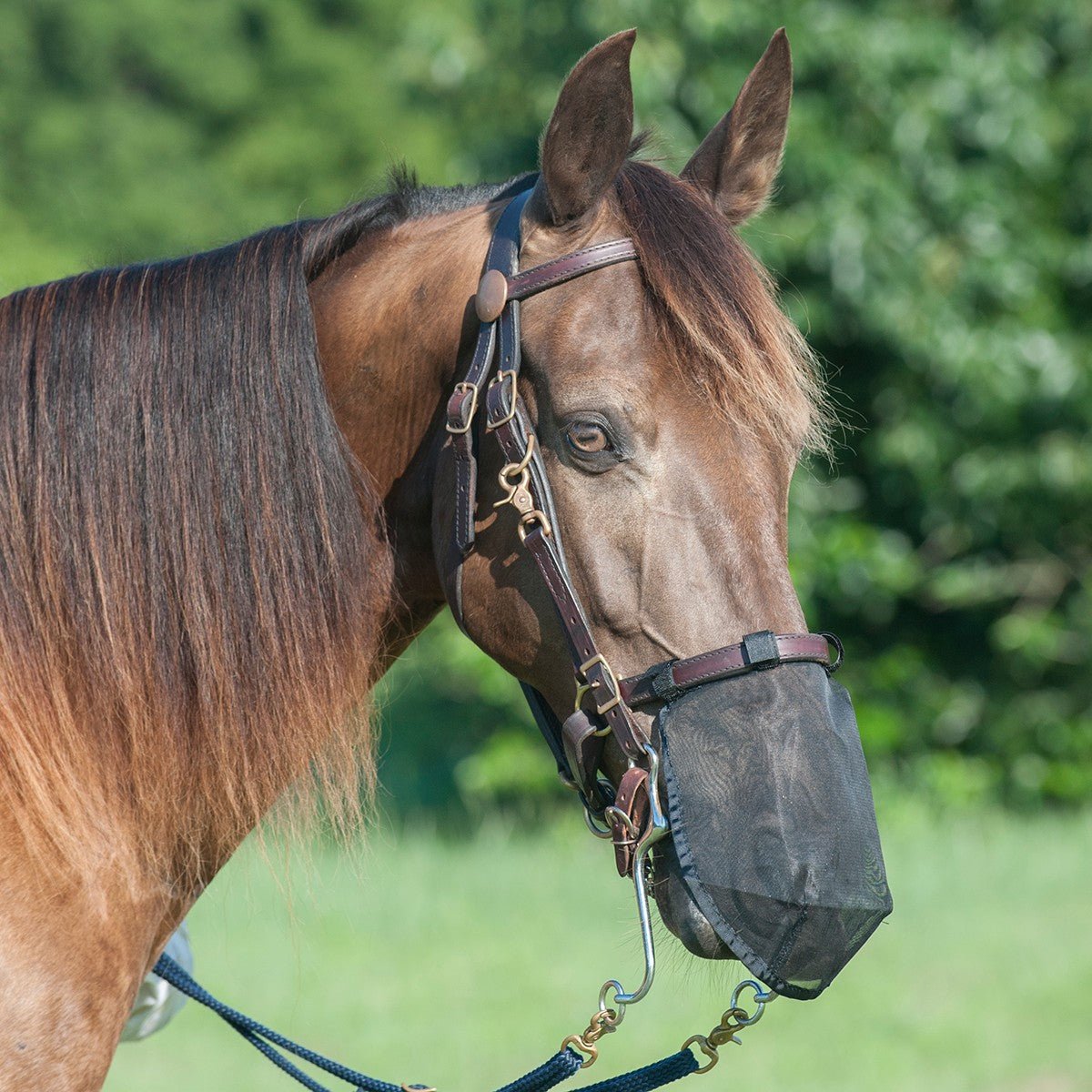 Cashel – Quiet Ride Nose Net, Fly Dust & Insect Protection