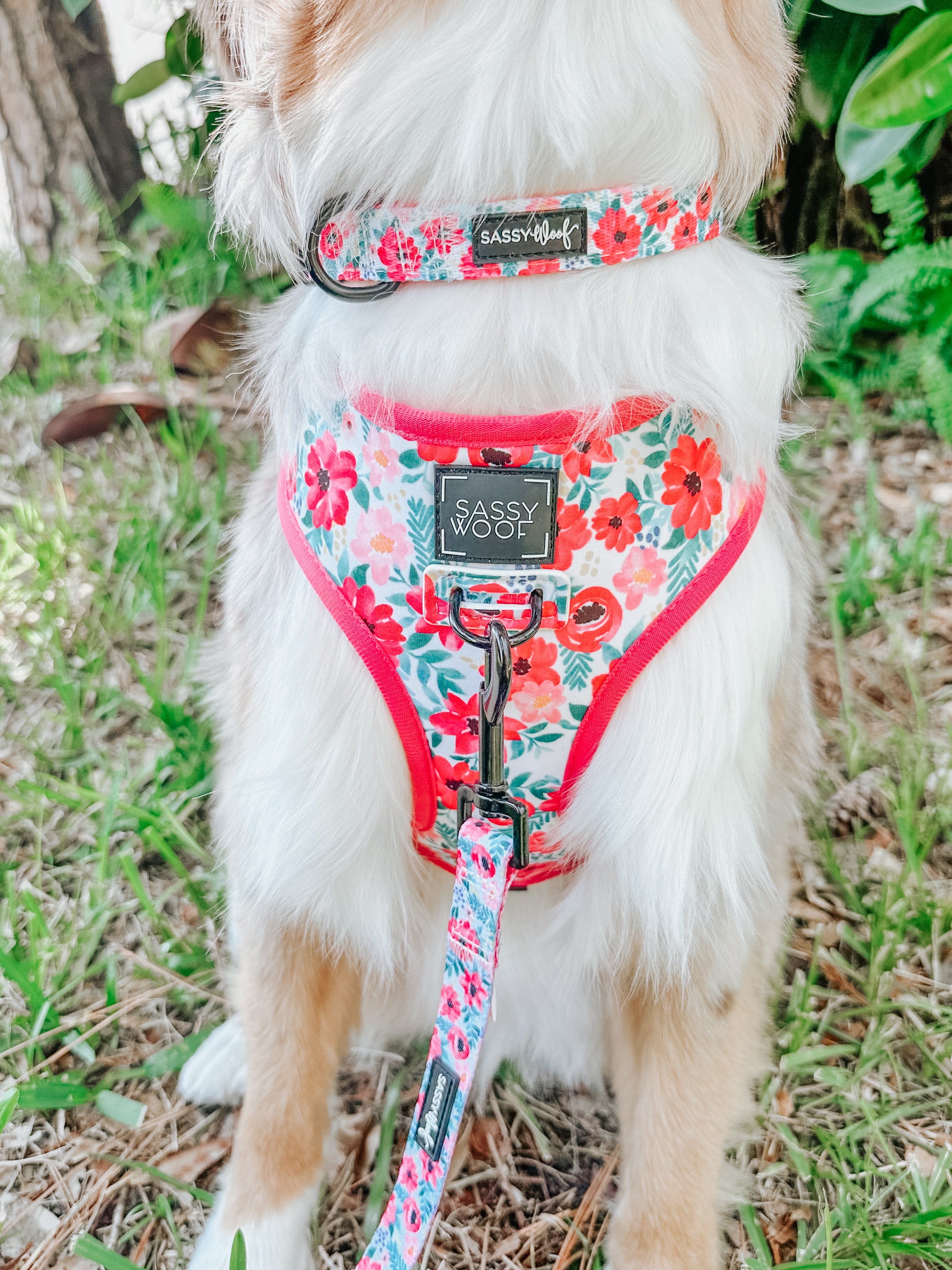 Dog Collar - Floral Frenzy