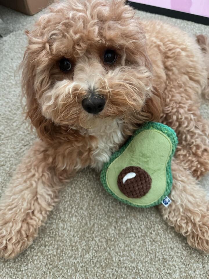 Pawty Avocado Plush Squeaky Dog Toy