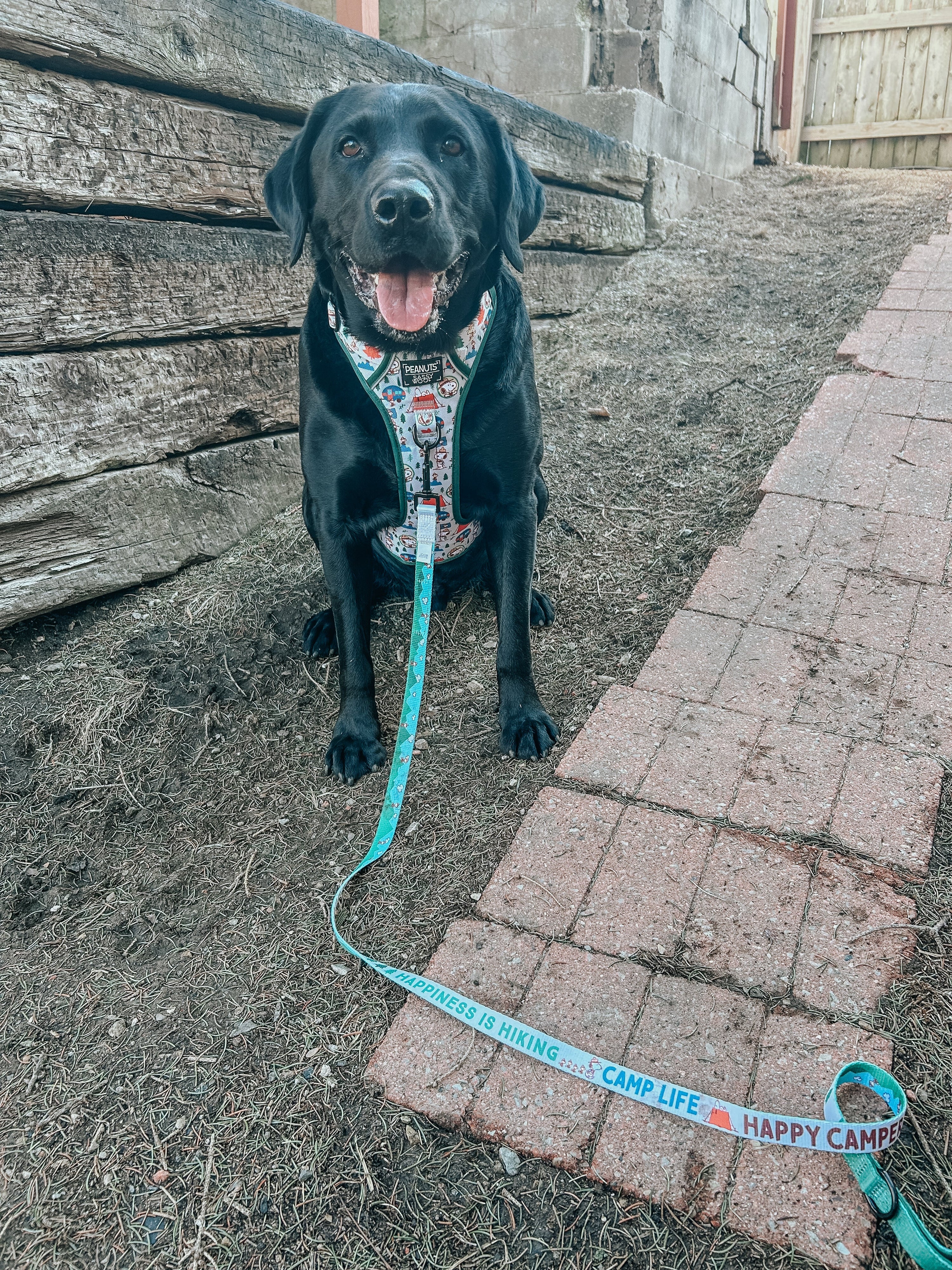 Dog Leash - Peanuts™ Beagle Scouts