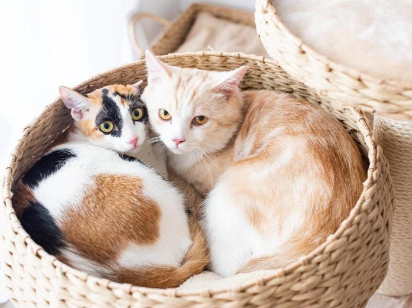 Cozy Handwoven Eco-Friendly Medium Cat Tree