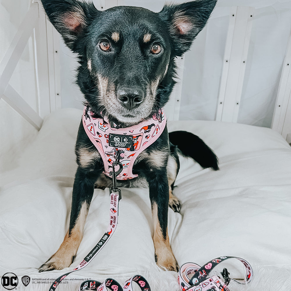 Dog Adjustable Harness - Harley Quinn™