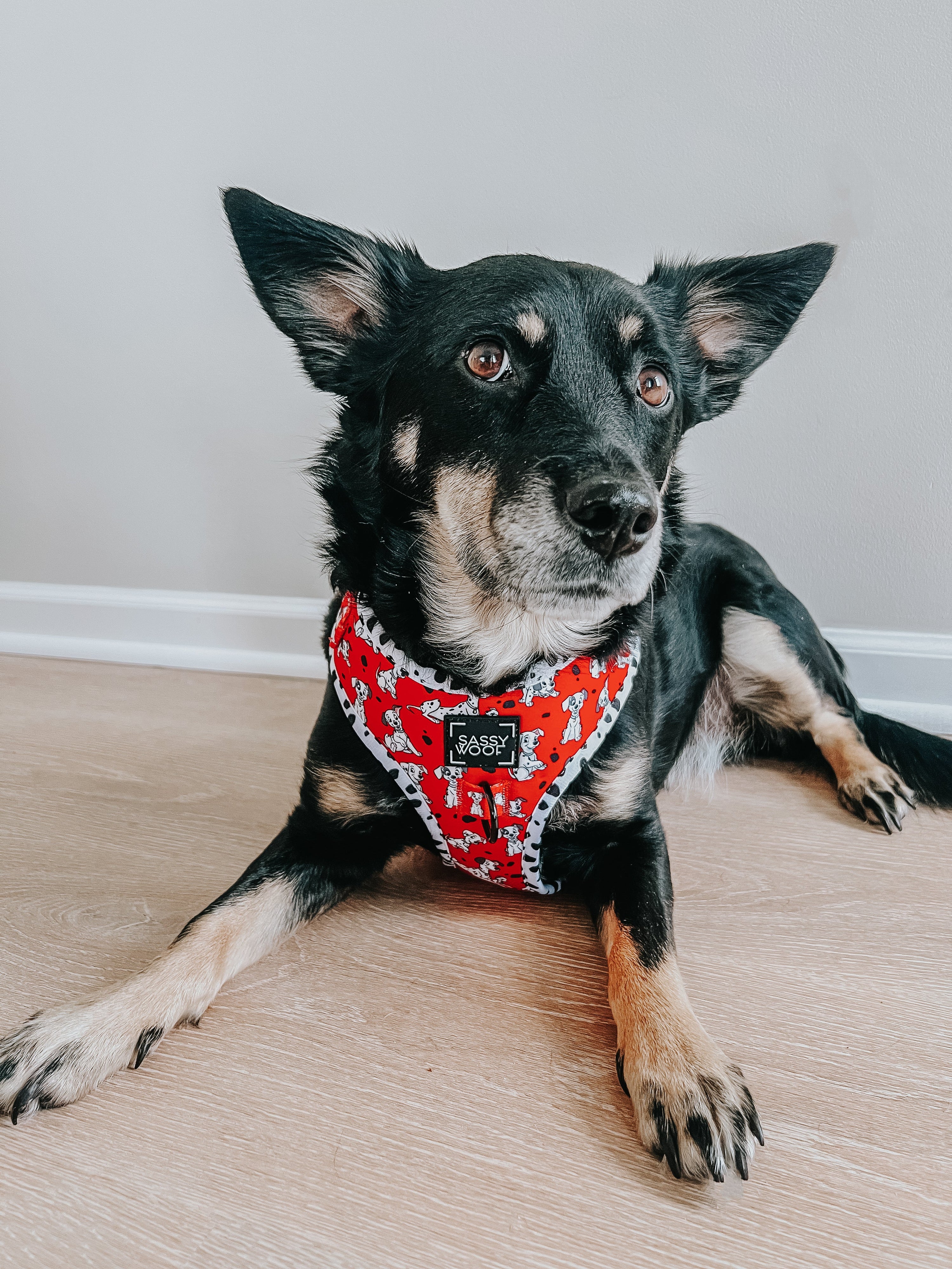Dog Adjustable Harness - Disneys 101 Dalmatians