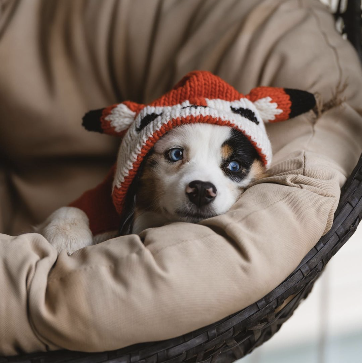 Chilly Dog Foxy Hoodie Dog Sweater