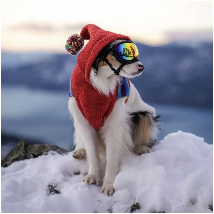 Chilly Dog Vintage Ski Hoodie Dog Sweater