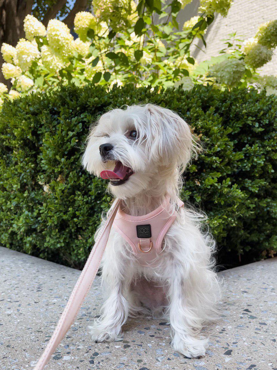 City Dog Leash - Blush
