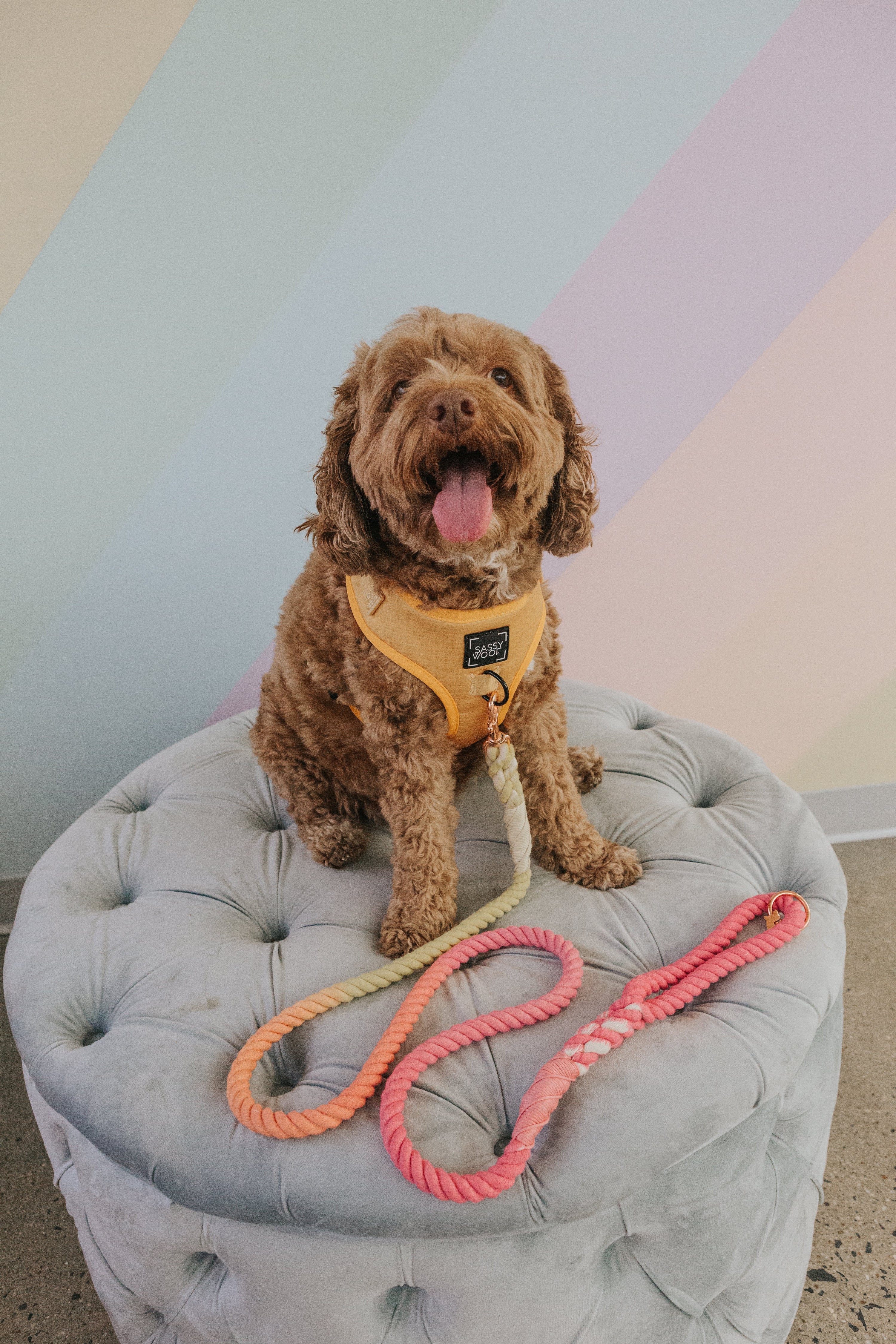 Dog Rope Leash - Sunkissed