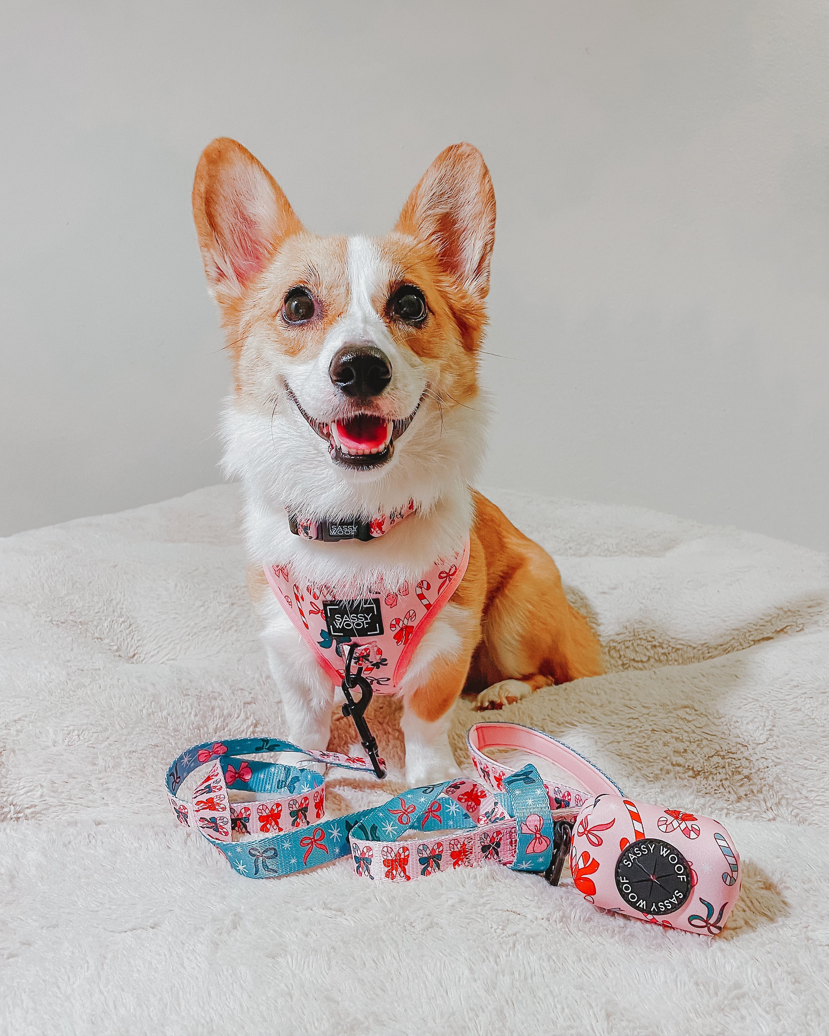 Dog Collar - Candy Cane Coquette