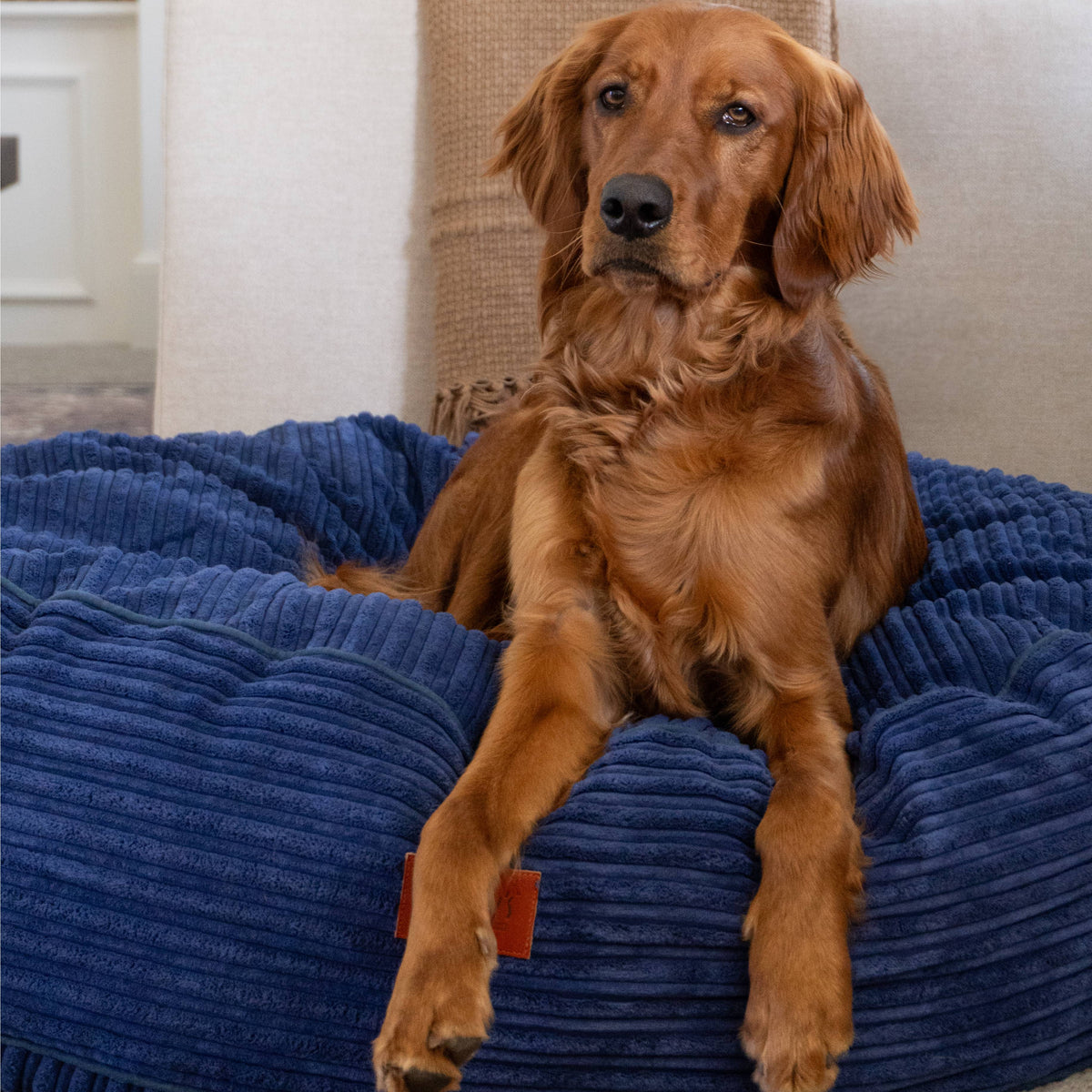 CordaRoys 50-Inch Waterproof Terry Corduroy Dog Bed