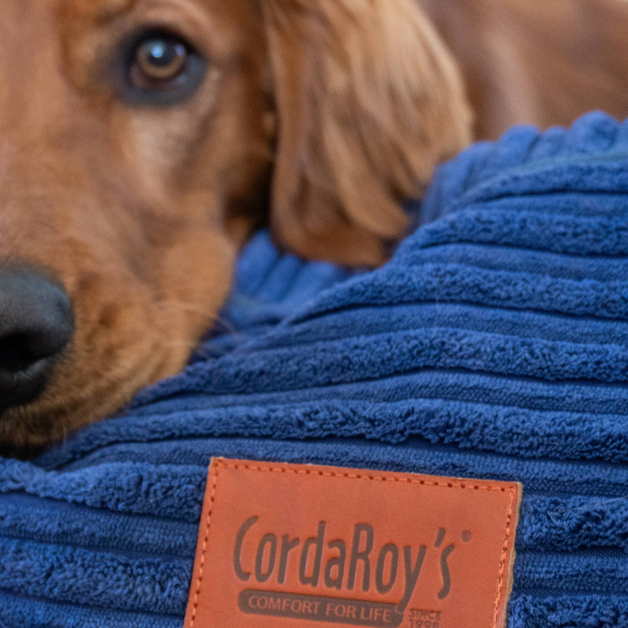 CordaRoys 40-Inch Waterproof Terry Corduroy Dog Bed